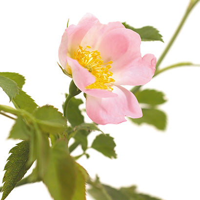 BACH ORIGINAL WILD ROSE 20 ML NR37