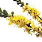 BACH ORIGINAL AGRIMONY 20 ML        NR 1