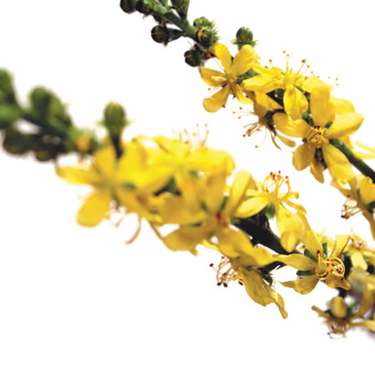 BACH ORIGINAL AGRIMONY 20 ML        NR 1