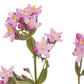 BACH 112 INEBIOS CENTAURY 10 ML 4