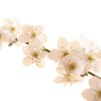 BACH 112 INEBIOS CHERRY PLUM 10 ML 6