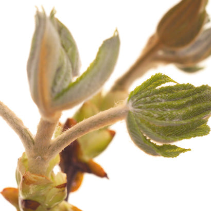 BACH ORIGINAL CHESTNUT BUD 20 ML    NR 7
