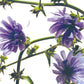 BACH 112 INEBIOS CHICORY 10 ML 8