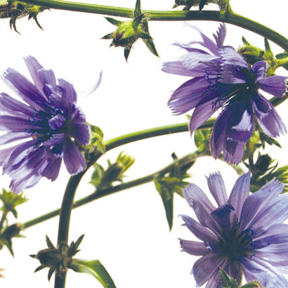BACH 112 INEBIOS CHICORY 10 ML 8