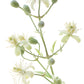 BACH ORIGINAL CLEMATIS 20 ML        NR 9