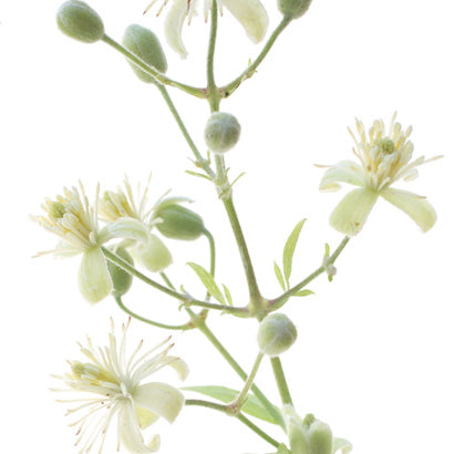 BACH ORIGINAL CLEMATIS 20 ML        NR 9