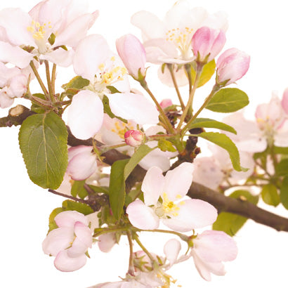 BACH 112 INEBIOS CRAB APPLE 10 ML 10