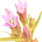 BACH 112 INEBIOS GENTIAN 10 ML 12