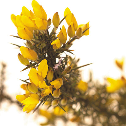 BACH 112 INEBIOS GORSE 10 ML 13