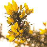 BACH 112 INEBIOS GORSE 10 ML 13