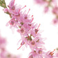 BACH 112 INEBIOS HEATHER 10 ML 14