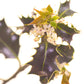 BACH 112 INEBIOS HOLLY 10 ML 15