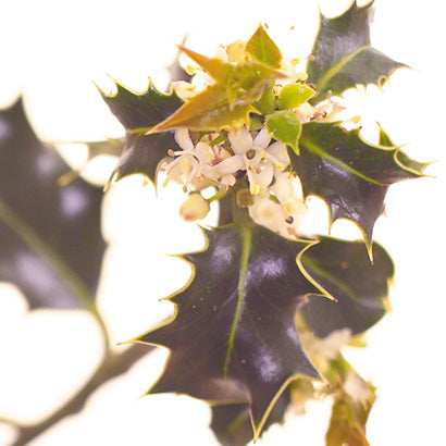 BACH 112 INEBIOS HOLLY 10 ML 15