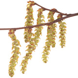 BACH 112 INEBIOS HORNBEAM 10 ML 17