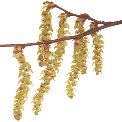 BACH ORIGINAL HORNBEAM 20 ML        NR17