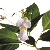 BACH 112 INEBIOS IMPATIENS 10 ML 18