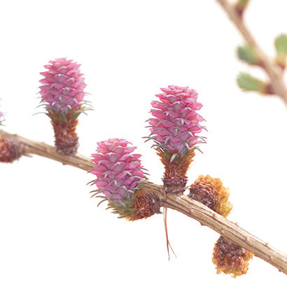 BACH 112 INEBIOS LARCH 10 ML 19