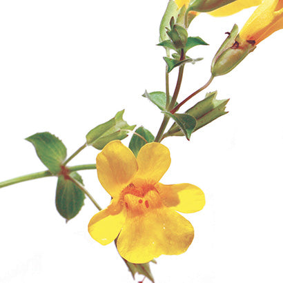 BACH ORIGINAL MIMULUS 20 ML         NR20
