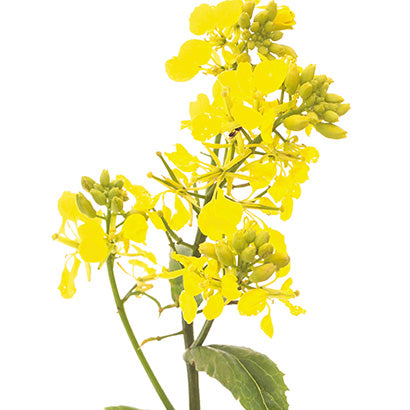 BACH 112 INEBIOS MUSTARD 10 ML 21
