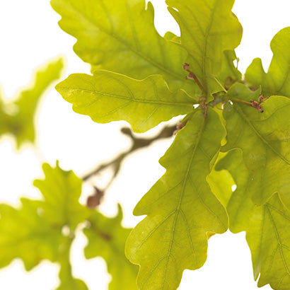BACH 112 INEBIOS OAK 10 ML 22