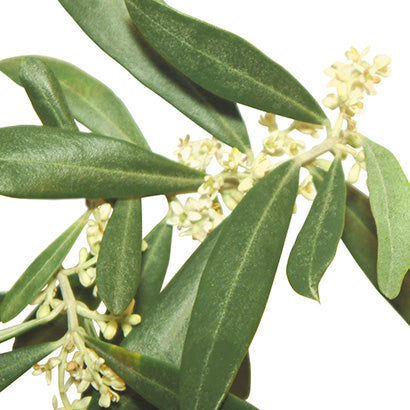 BACH ORIGINAL OLIVE 20 ML           NR23