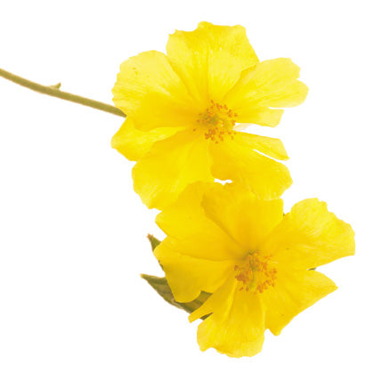 BACH 112 INEBIOS ROCK ROSE 10 ML 26