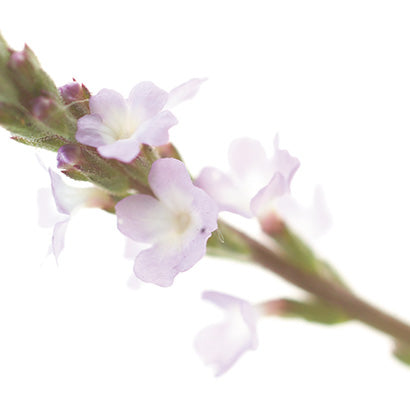 BACH ORIGINAL VERVAIN 20 ML         NR31