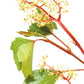 BACH ORIGINAL VINE 20 ML            NR32