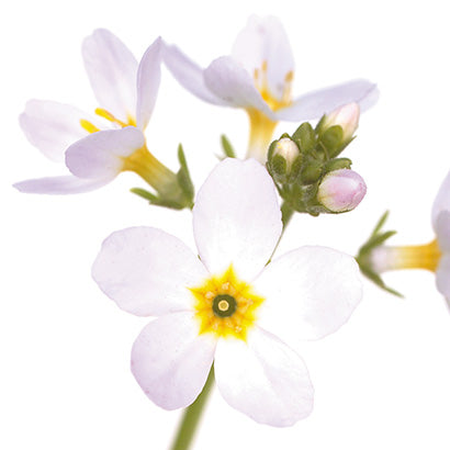 BACH 112 INEBIOS WATER VIOLET 10 ML 34