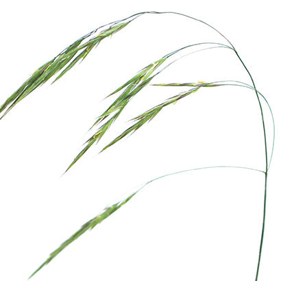 BACH ORIGINAL WILD OAT 20 ML        NR36