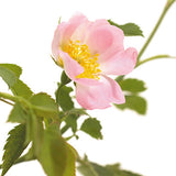 BACH 112 INEBIOS WILD ROSE 10 ML 37