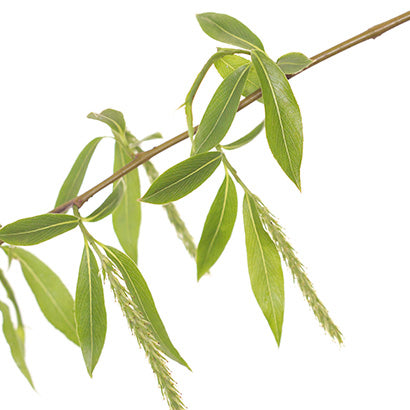 BACH ORIGINAL WILLOW 20 ML          NR38