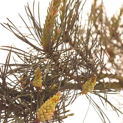 BACH 112 INEBIOS PINE 10 ML 24