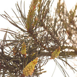 BACH 112 INEBIOS PINE 10 ML 24