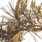 BACH ORIGINAL PINE 20 ML            NR24